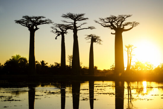 The Baobab Avenue #3