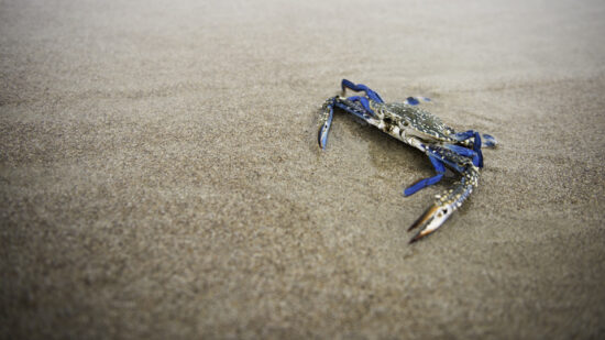 Omani Blue Crab