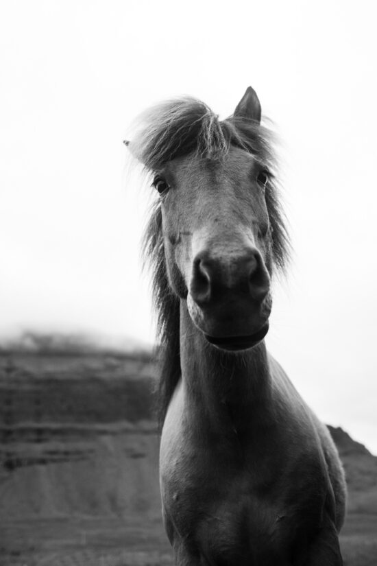 Curious horse