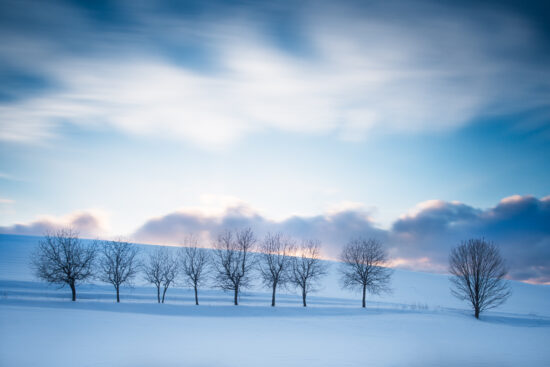 Same trees, different day