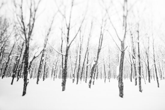 A snowy forest