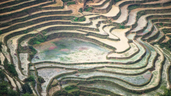 Sapa rice terraces