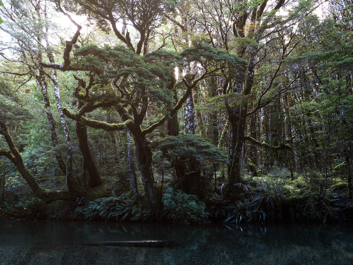 Magical forest #1