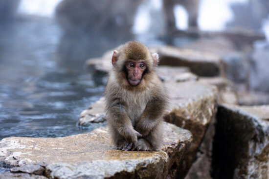 Snow monkeys #4